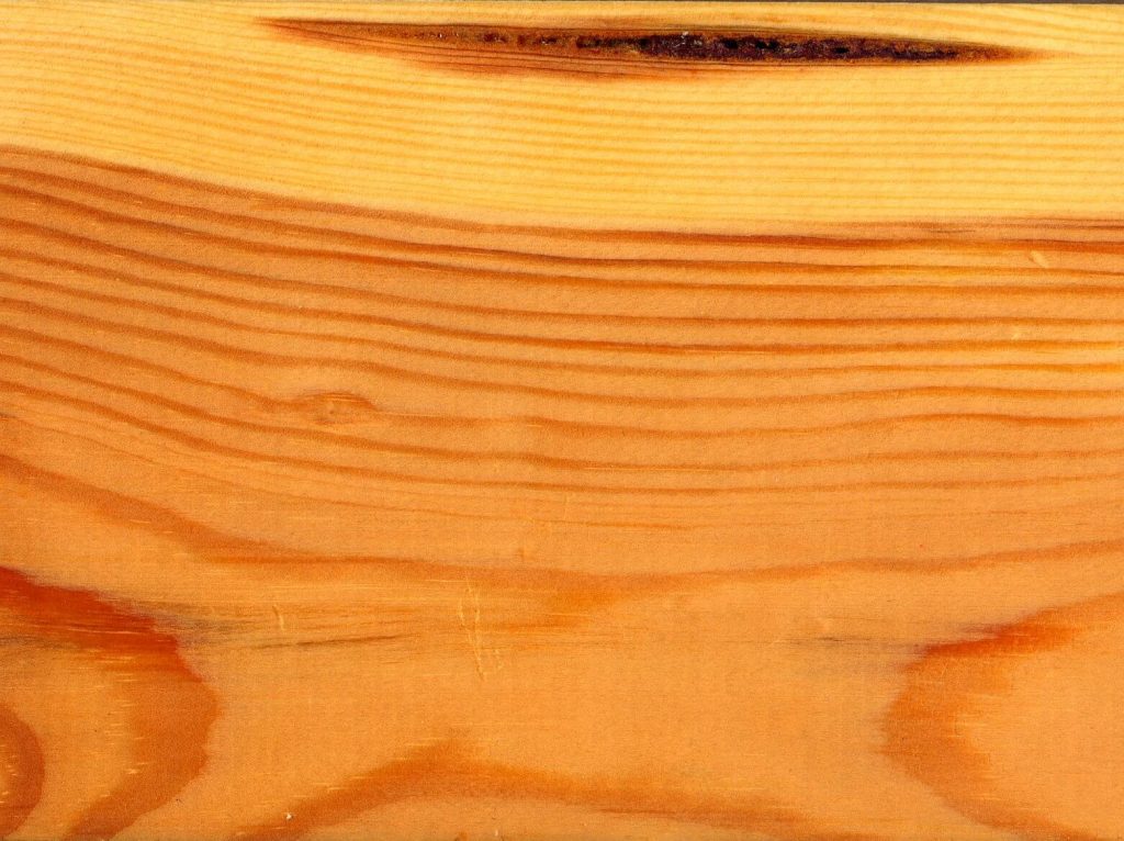 Gỗ thông Pinus sylvestris - nguyên liệu bột giấy làm đế lót ly giấy